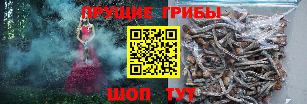 Галлюциногенные грибы Psilocybine cubensis  Вход с VPN  Чайковский  Галлюциногенные грибы Psilocybine cubensis 